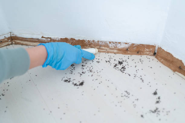 Best Wasp Removal Services  in Ellerslie, GA